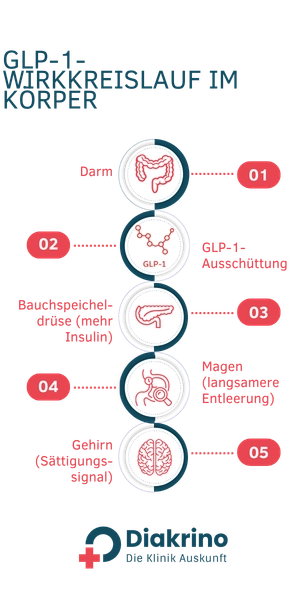 GLP-1 Wirkkreislauf im Körper GLP-1 Wirkkreislauf im Körper Ablaufdiagramm